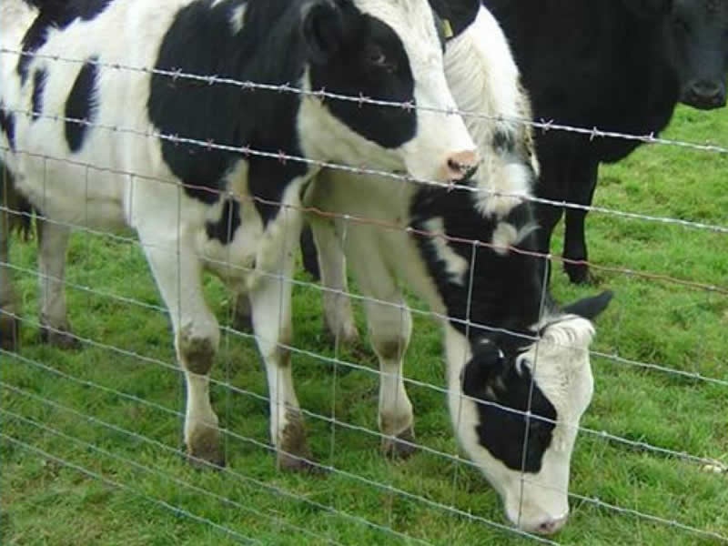 養殖隔離網（荷蘭網）（牛欄網）